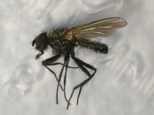 Eutrichota pilimana