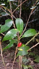 Erythroxylum