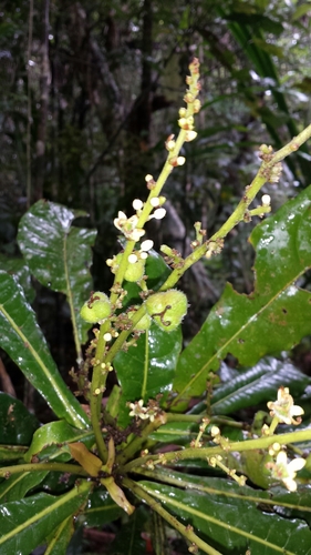 Image of Argomuellera Gigantea (Argomuellera gigantea) by no rights reserved