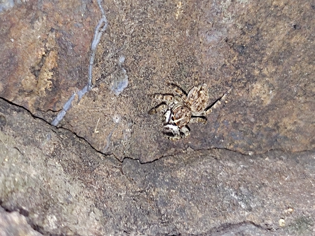 Hasarius mumbai