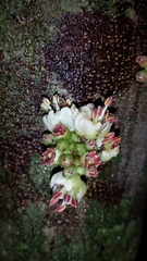 Plagioscyphus cauliflorus