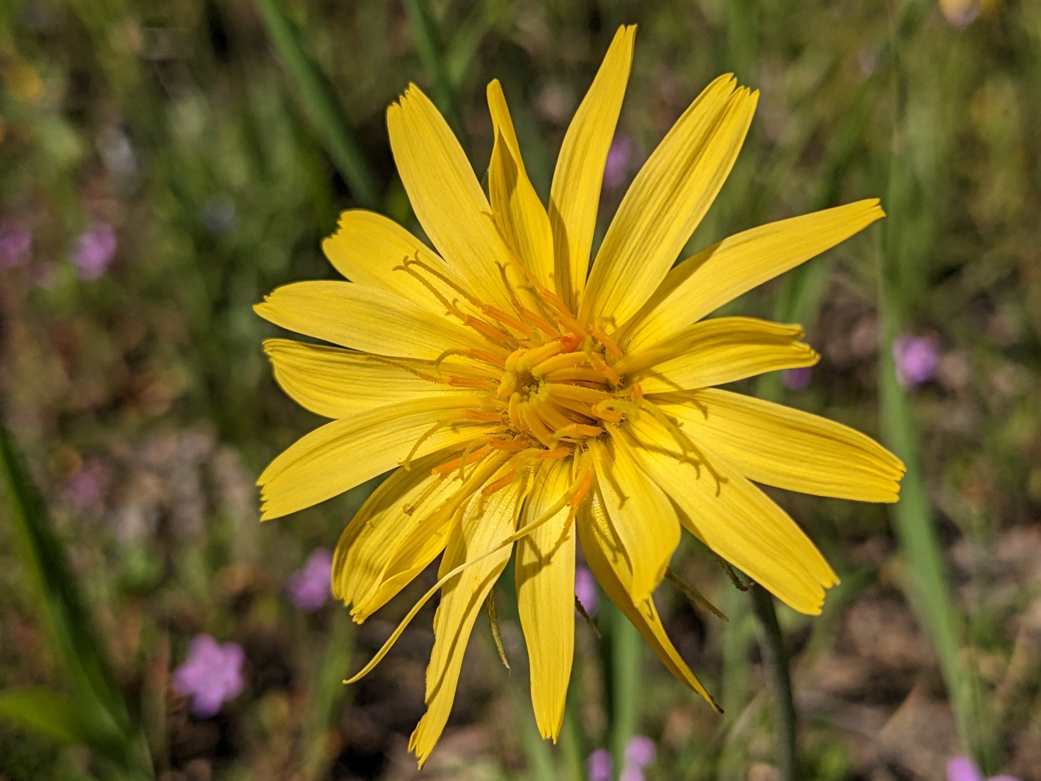 Microseris sylvatica