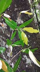 Coffea millotii