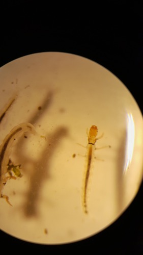 Hydrobiosella stenocerca
