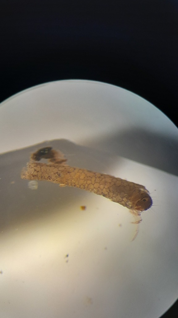 Philorheithrus agilis