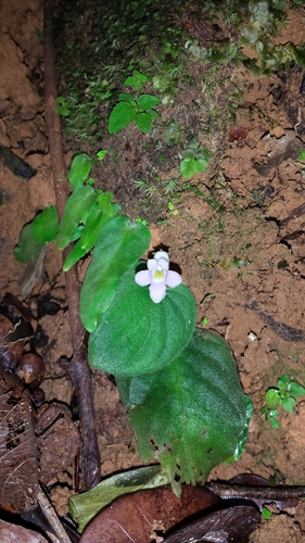 Streptocarpus brevistamineus, photograph 1