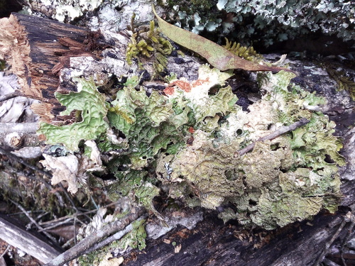 Lobaria isidiophora