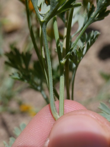 Image of Eschscholzia hypecoides by (c) paulexcoff, some rights reserved (CC BY-SA)