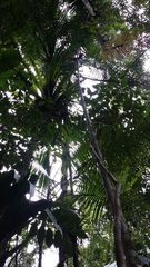 Dypsis