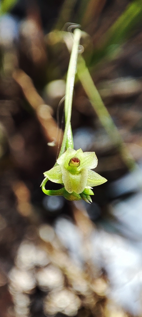 Scaphyglottis tenuis; photograph author not stated, no rights reserved
