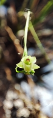 Scaphyglottis tenuis