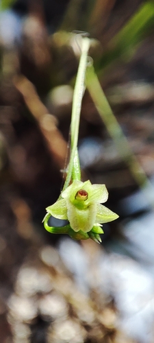 Scaphyglottis tenuis, photograph 1