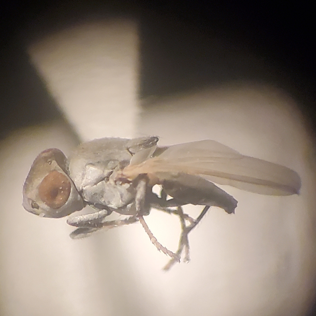 Lipochaeta slossonae