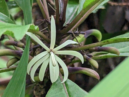 Image of Clermontia parviflora by (c) David Anderson, some rights reserved (CC BY)