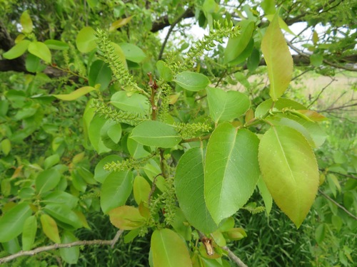 Giant pussy willow (Salix chaenomeloides)