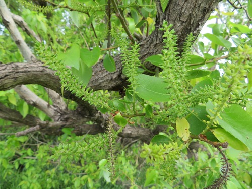 Image of Salix chaenomeloides by (c) Marco Mussita, some rights reserved (CC BY)