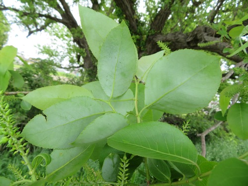 Salix chaenomeloides, photograph 3