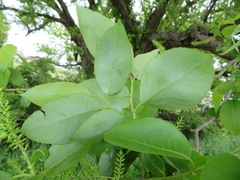 Salix chaenomeloides, photograph (c) Marco Mussita, some rights reserved (CC BY)