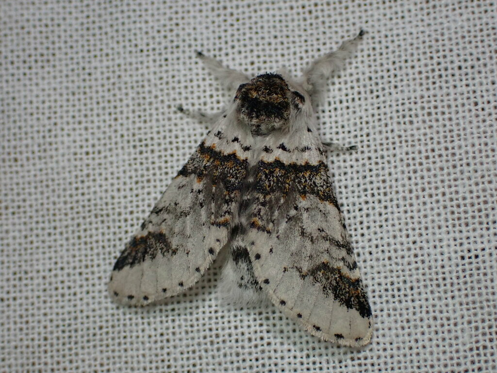 Zigzag Furcula Moth