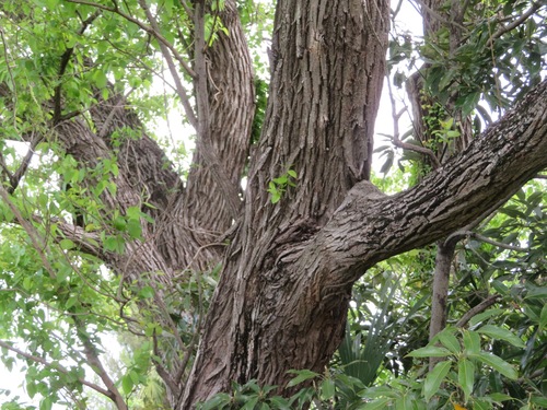 Image of Salix chaenomeloides by (c) Marco Mussita, some rights reserved (CC BY)