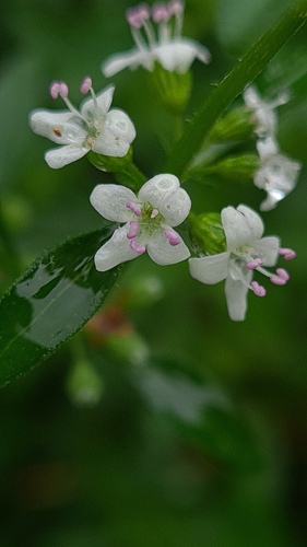 slender mint (Mentha diemenica)