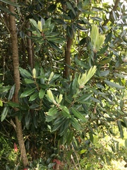 Metrosideros excelsa