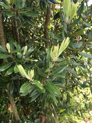 Metrosideros excelsa