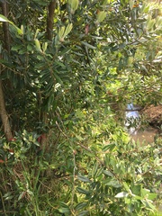 Metrosideros excelsa