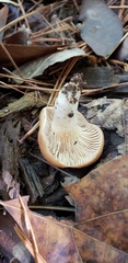 Lactarius imperceptus