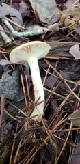 Lactarius imperceptus