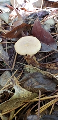 Lactarius imperceptus