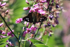 Polygonus leo arizonensis