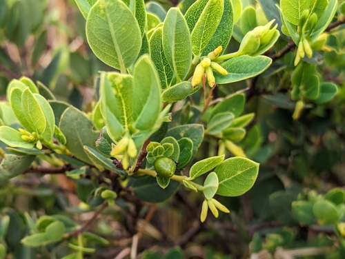 Image of Wikstroemia phillyreifolia by (c) David Anderson, some rights reserved (CC BY)