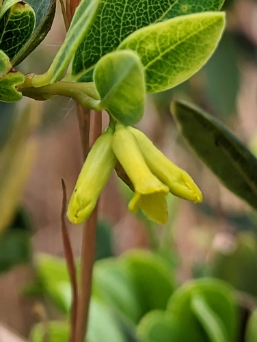 Image of Wikstroemia phillyreifolia by (c) David Anderson, some rights reserved (CC BY)