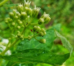 Uroleucon verbesinae