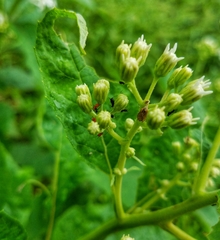 Uroleucon verbesinae