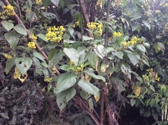 Smallanthus pyramidalis