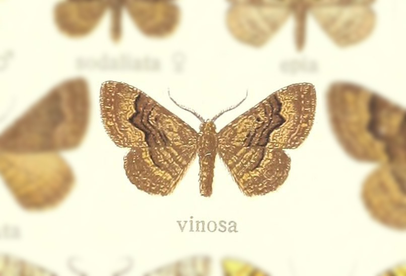 Visiana vinosa