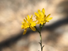Lessingia glandulifera