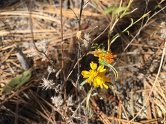 Lessingia glandulifera