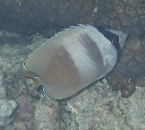 Blacklip Butterflyfish (Chaetodon kleinii)