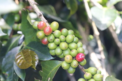 Coffea arabica image