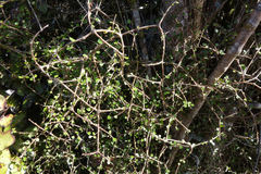 Pittosporum obcordatum