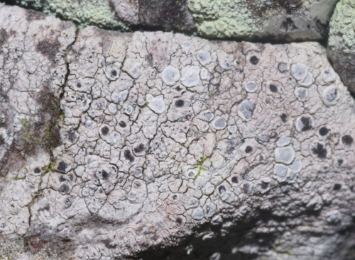 Sigridea californica, 2023-03-25