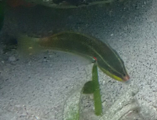 Redshoulder Wrasse (Stethojulis bandanensis)