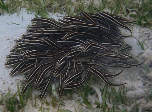 Striped Eel Catfish (Plotosus lineatus)