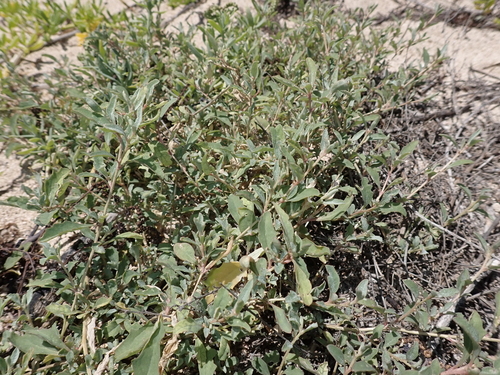 Atriplex semibaccata observed 2023-04-21