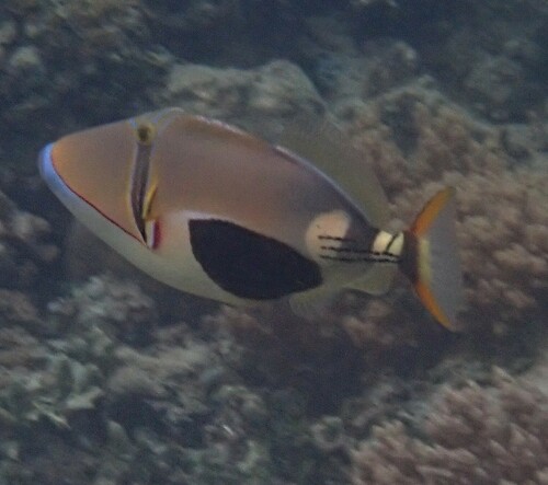 Blackpatch Triggerfish (Rhinecanthus verrucosus)
