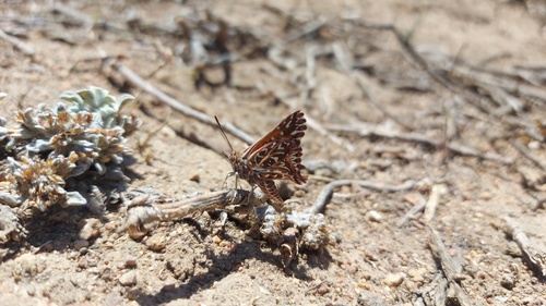 Wallengren's Copper