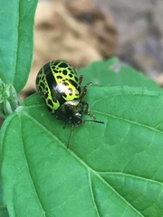 Calligrapha pantherina